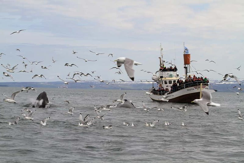 Húsavík: Traditional Whale Watching by Local Family Company - The guides: live English commentary that keeps the search moving