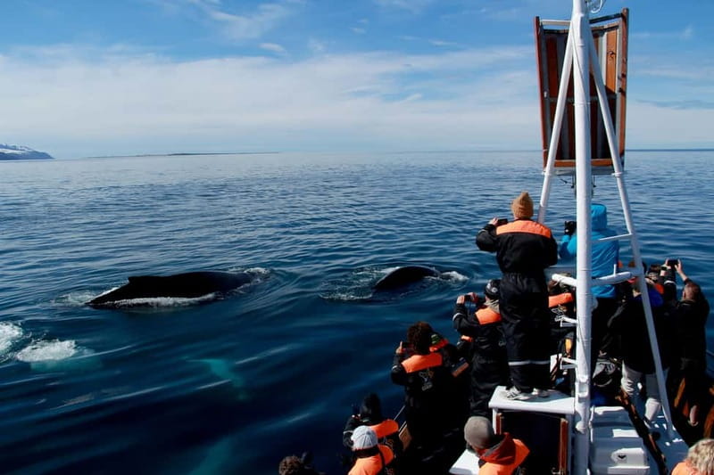 Húsavík: Traditional Whale Watching by Local Family Company - Price and value: what $91 gets you for a 3-hour whale search
