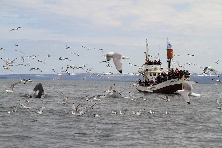 Húsavík: Traditional Whale Watching by Local Family Company - Who should book this tour, and who should consider alternatives