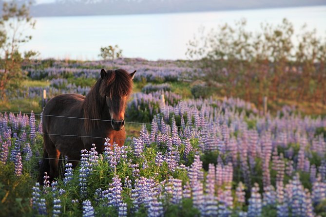 Húsavík walking tour - Why the tour’s focus on Húsavík’s oldest settlement matters
