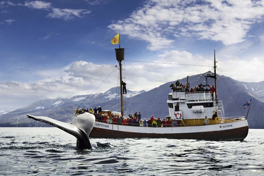 Húsavík: Whale-Watching Cruise and Puffins Guided Tour - Key Points at a Glance