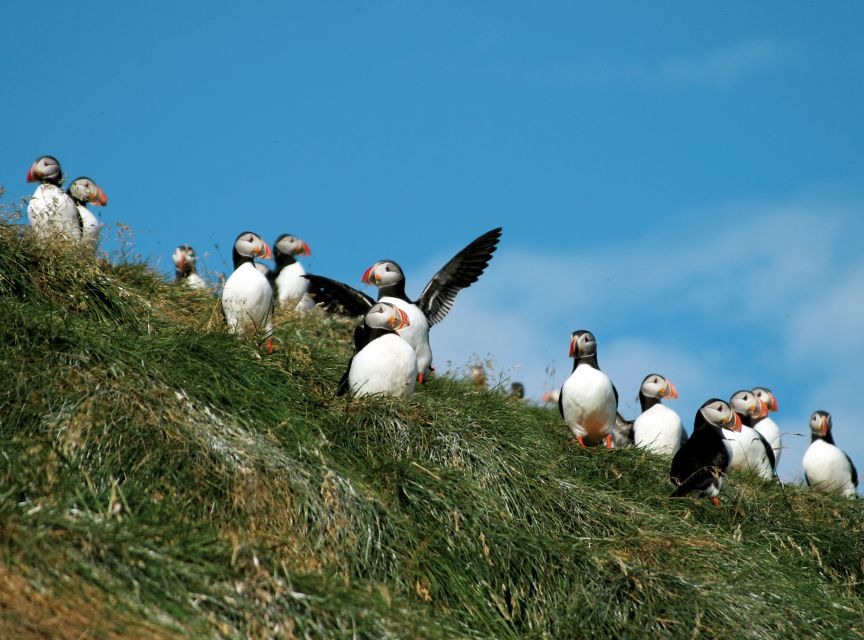 Húsavík: Whale-Watching Cruise and Puffins Guided Tour - Who Should Book This Whale and Puffin Cruise From Húsavík?