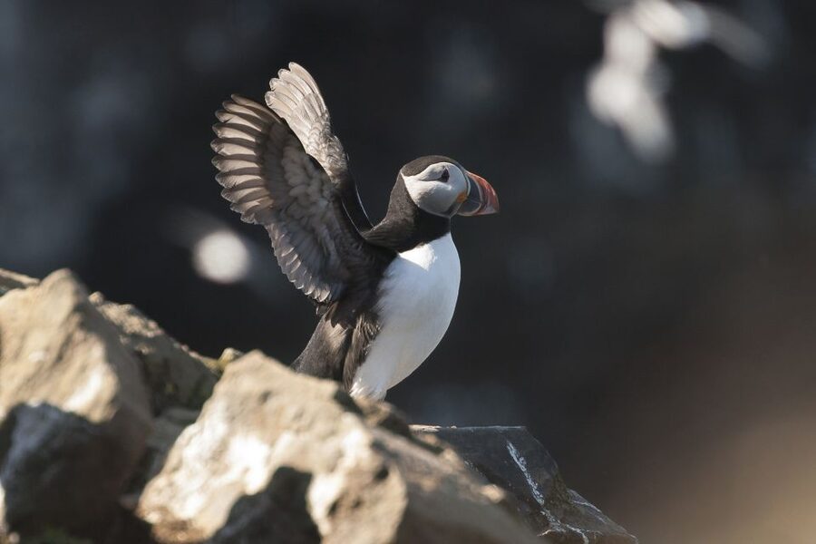 Húsavík: Whale-Watching Cruise and Puffins Guided Tour - Húsavík Is One of Iceland’s Best Bets for Whales