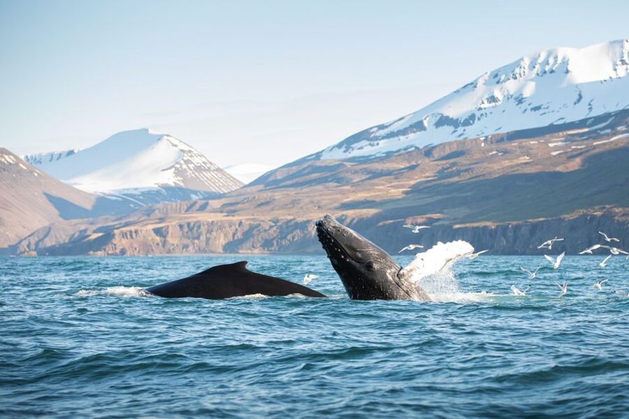 Húsavík: Whale-Watching Cruise and Puffins Guided Tour - What You’ll Spot in Skjálfandi Bay: Whales, Dolphins, Puffins, Birds
