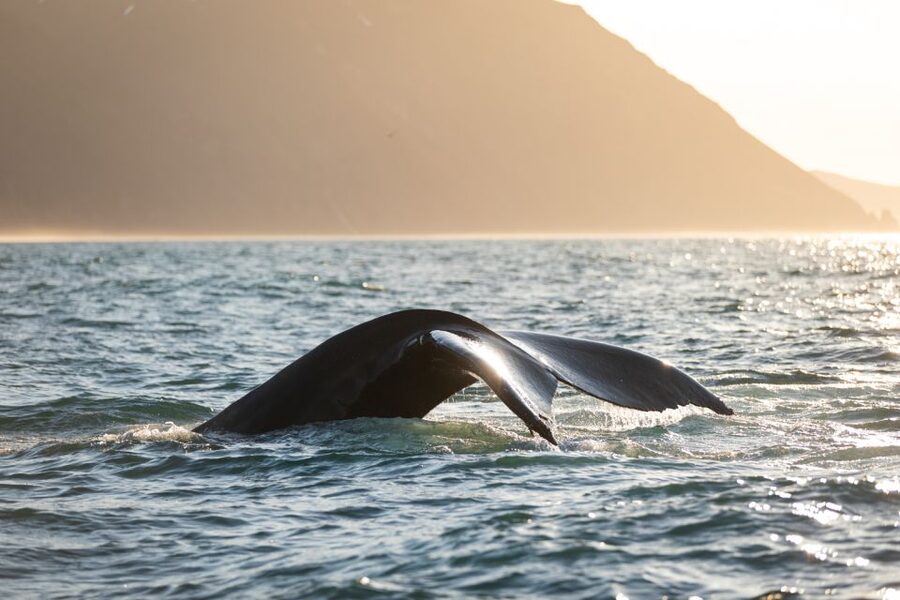 Húsavík: Whale-Watching Cruise and Puffins Guided Tour - Timing: Why a 3-Hour Schedule Feels Like a Real Hunt
