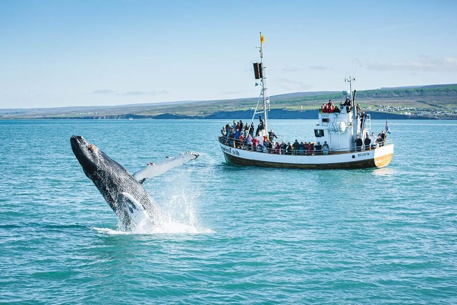 Húsavík: Whale-Watching Cruise and Puffins Guided Tour - Where You Meet and How to Prepare for Cold, Wind, and Wet Feet