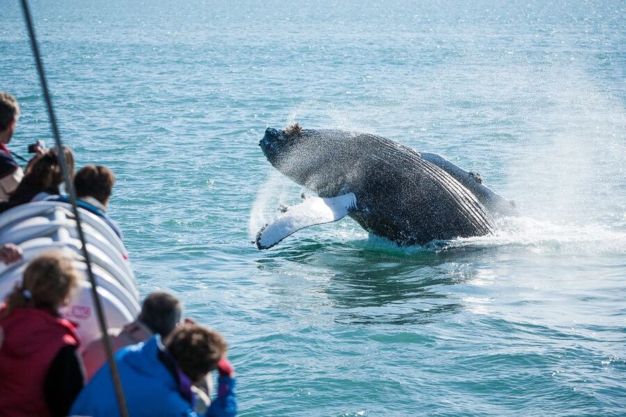Húsavík: Whale-Watching Cruise and Puffins Guided Tour - Price and Value: Is $135 Worth It in Iceland?