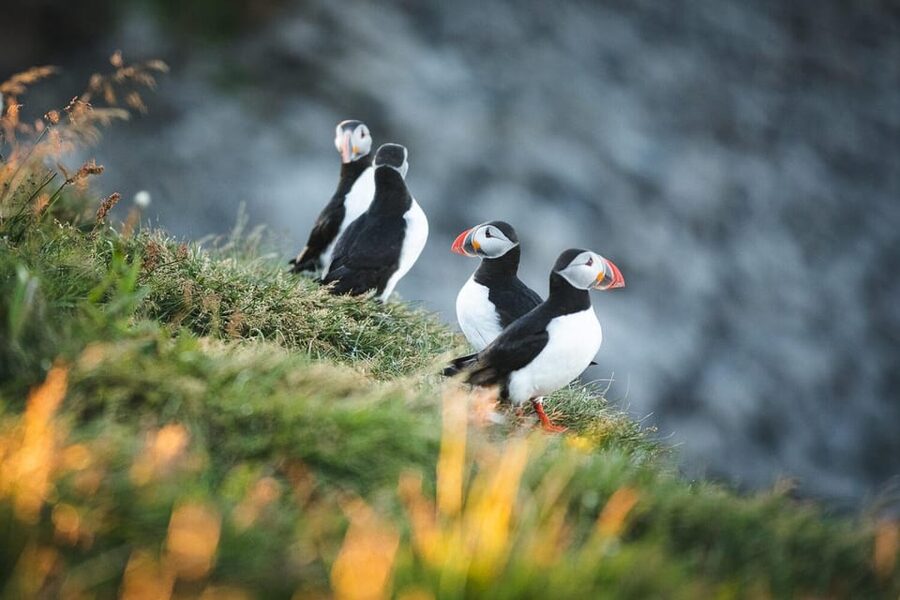 Húsavík: Whale-Watching Cruise and Puffins Guided Tour - Seasickness, Hearing the Guide, and Other Practical Considerations