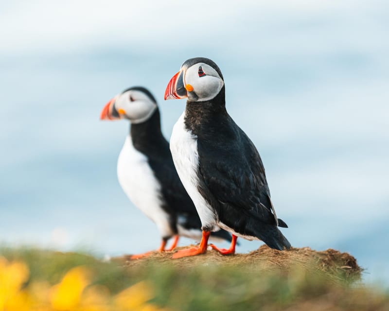 Húsavík: Whale-Watching Cruise and Puffins Guided Tour - Traditional Oak Boat and Warm Overalls, Not Just a Ticket