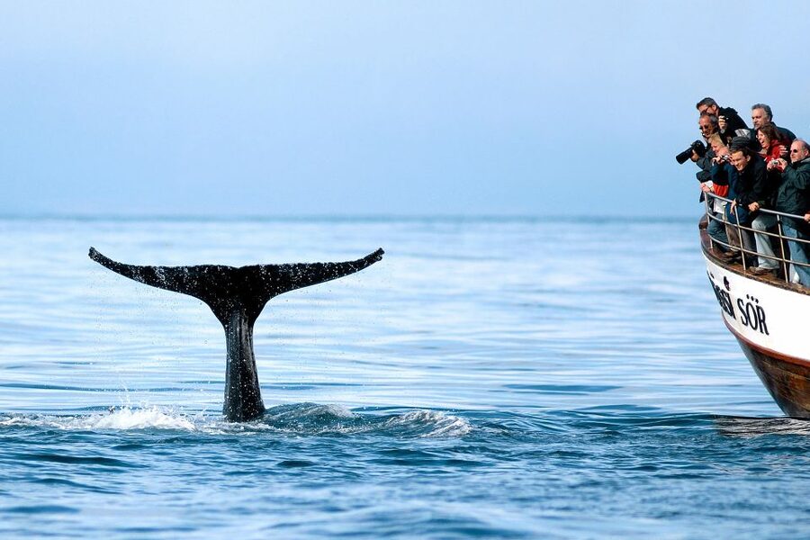 Husavik: Whale Watching on a Carbon Neutral Oak Boat - Key things to know before you go