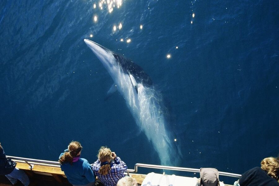Husavik: Whale Watching on a Carbon Neutral Oak Boat - Should You Book? My Practical Take
