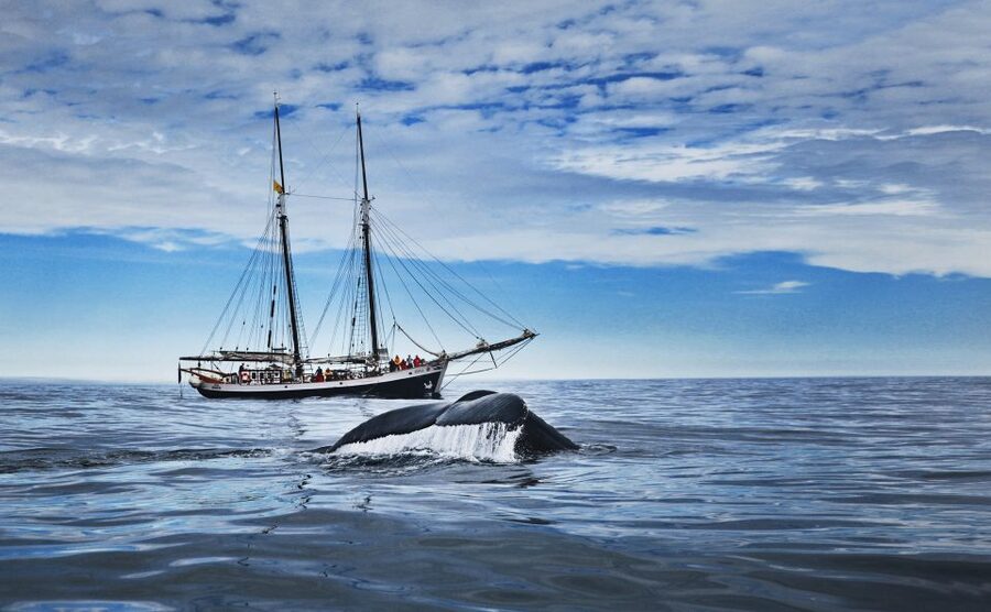 Husavik: Whale Watching on a Carbon Neutral Oak Boat - Carbon Neutral in Húsavík, and Why It Changes the Feeling of the Trip