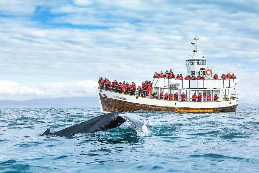 Husavik: Whale Watching on a Carbon Neutral Oak Boat - The 3-Hour Cruise on a Traditional Oak Boat: What Your Time Actually Looks Like