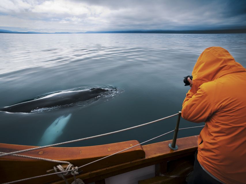 Husavik: Whale Watching on a Carbon Neutral Oak Boat - What You Will See: Whales, Dolphins, and Seabirds in Their Own Rules