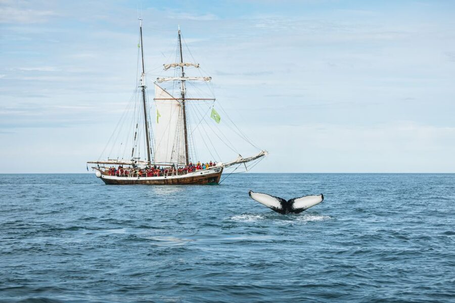Husavik: Whale Watching on a Carbon Neutral Oak Boat - Price and Value: Is $132 Really Fair for This Kind of Tour?