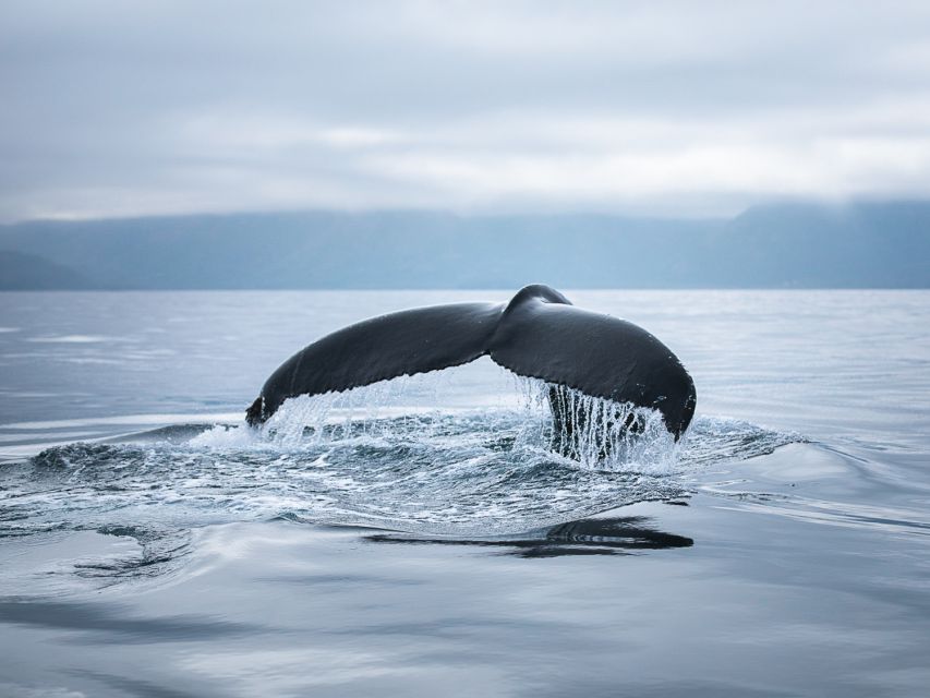 Husavik: Whale Watching on a Carbon Neutral Oak Boat - Who Might Want to Think Twice