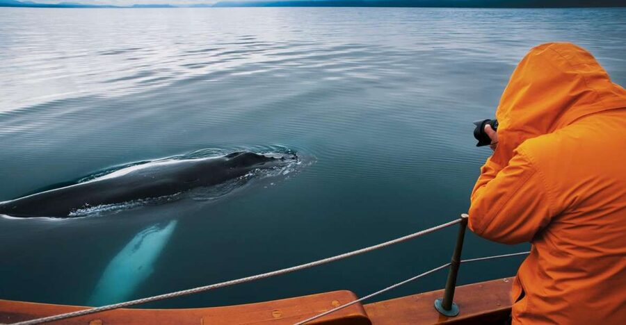 Husavik: Whale Watching on a Carbon Neutral Oak Boat - Meeting at Hafnarstétt: Getting Ready for Cold Air and Wet Weather