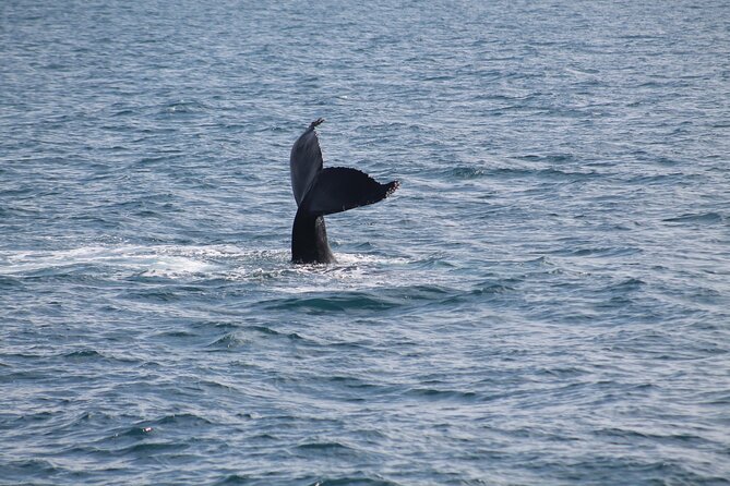 Húsavík Whale Watching Tour, family owned and operated - How the guides improve your odds (and your understanding)