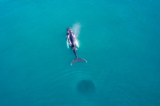 Húsavík Whale Watching Tour, family owned and operated - Whale sightings: what you can realistically expect to see
