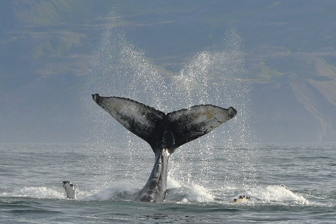 Húsavík Whale Watching Tour, family owned and operated - Route scenery: the coastline view that keeps the trip fun even without perfect sightings