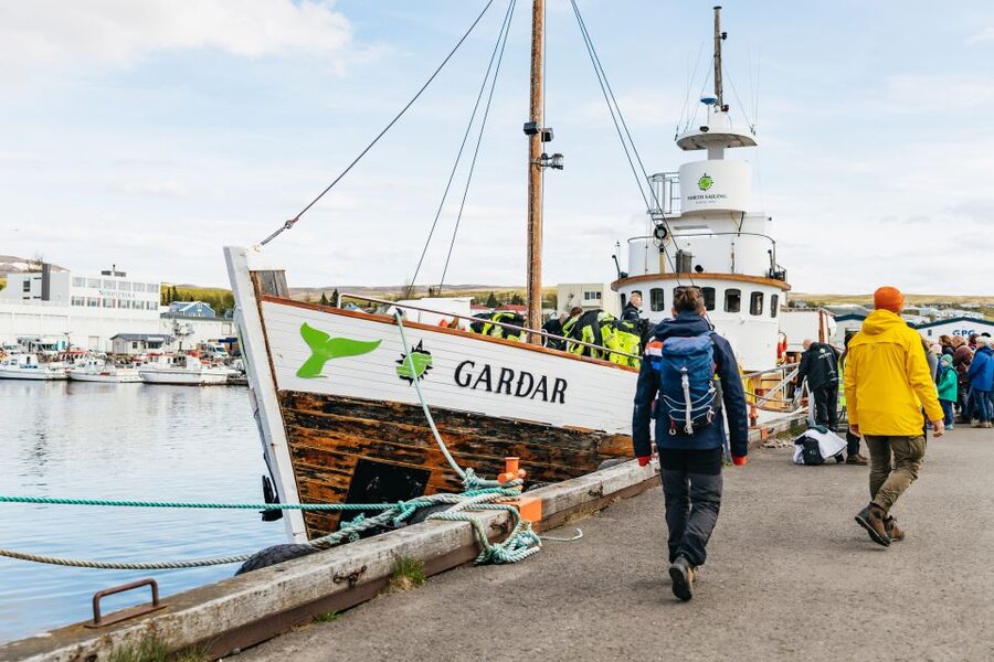 Húsavík: Whale Watching Tour with Guide - Dolphins, humpbacks, and sea birds, plus the other surprises you could catch