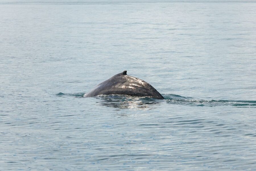 Húsavík: Whale Watching Tour with Guide - Price and value at $115 for a 3-hour wildlife cruise