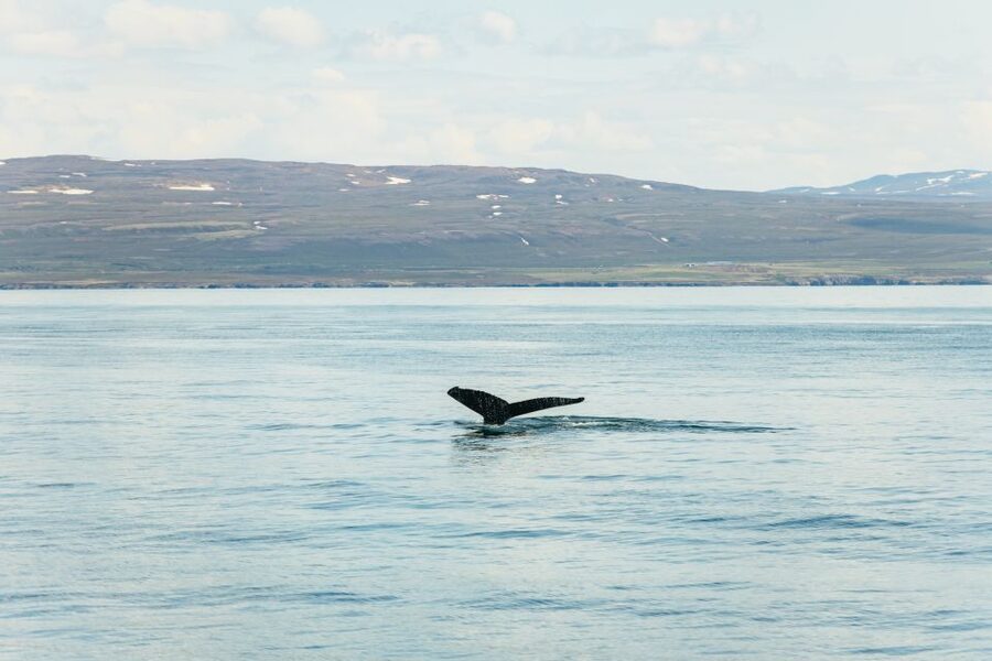 Húsavík: Whale Watching Tour with Guide - North Sailing’s oak-boat experience, warm overalls, and what it feels like on board