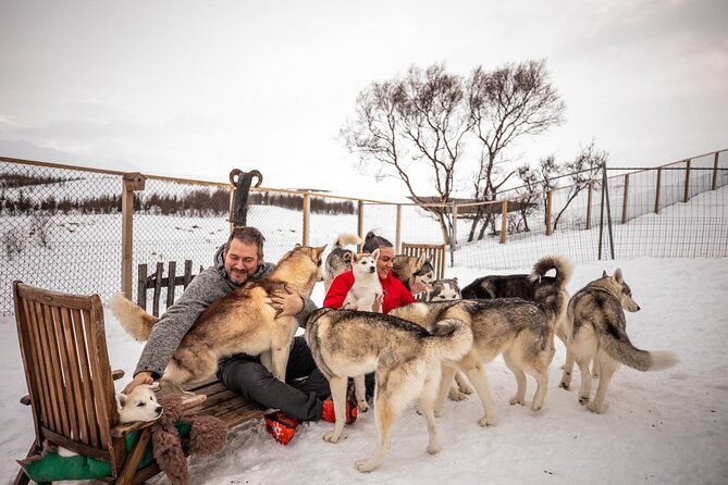 Husky Petting in Akureyri (private) - Private Husky Petting Outside Akureyri, in Real Home Territory