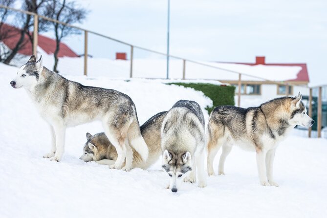 Husky Petting in Akureyri (private) - Meeting Gunni and Maria: Husky Stories That Make the Cuddles Mean More