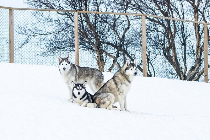 Husky Petting in Akureyri (private) - Where the Experience Happens: Views and a Calm Outside-Akureyri Setting