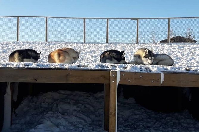 Husky Petting in Akureyri (private) - Photos and Videos: Plan for Lots of Picture Time