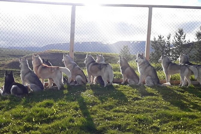 Husky Petting in Akureyri (private) - Price and Value: $666.78 per Group, Up to 8 People