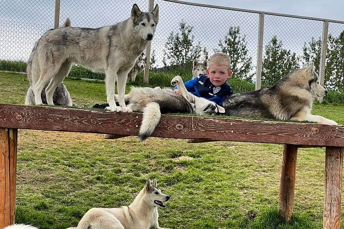 Husky Petting in Akureyri (private) - Who Should Book This Husky Petting Experience