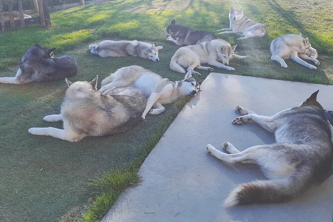 Husky Petting in Akureyri (private) - Why the Private Format Changes Everything
