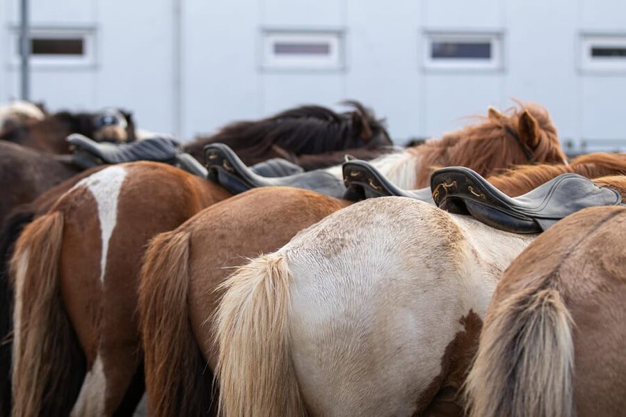 Hveragerdi: Countryside Charm Horse Riding Tour - Price and Value: Is $96 Worth an Icelandic Horse Hour?