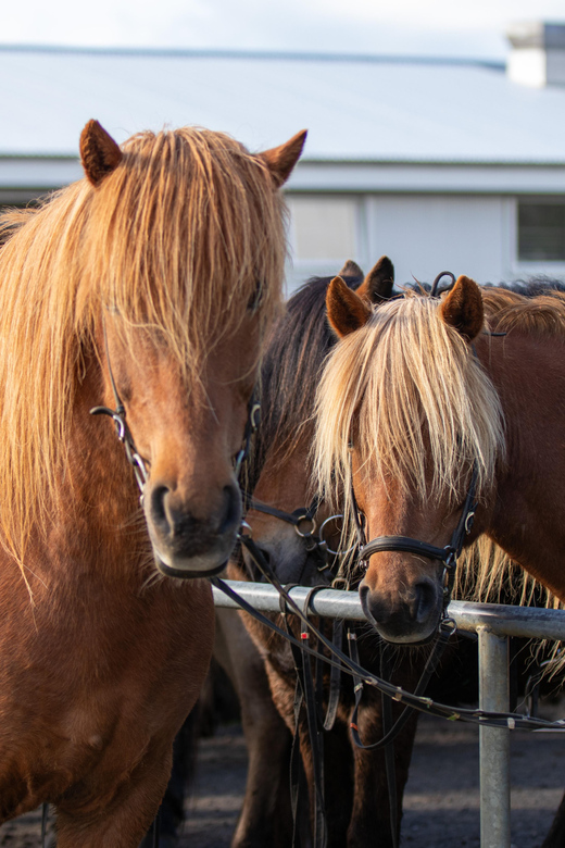Hveragerdi: Countryside Charm Horse Riding Tour - FAQ