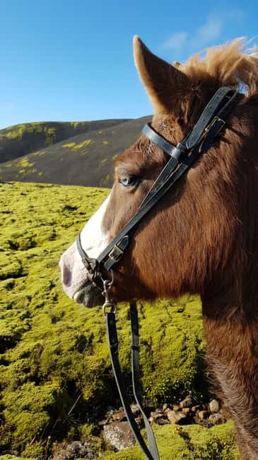 Hveragerði: Horseback Riding Tour for Beginners and … - First Steps at Sólhestar: The Easy Start Before You Ride