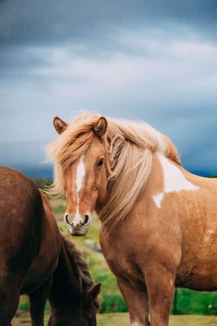Hveragerði: Horseback Riding Tour for Beginners and … - The 1-Hour Ride: What the Schedule Really Means