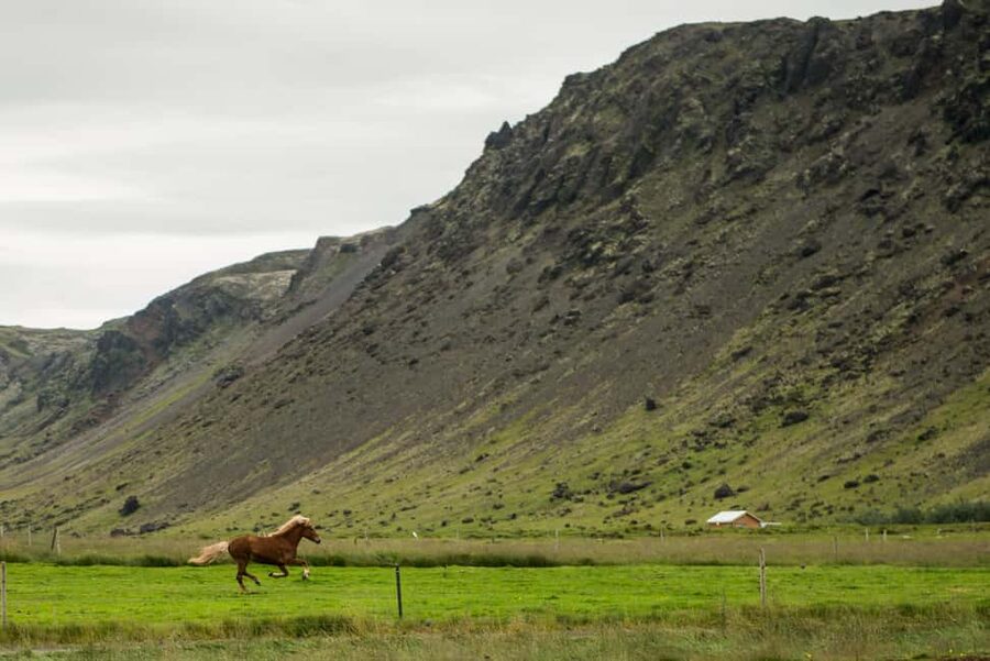 Hveragerði: Horseback Riding Tour for Beginners and … - Who This Tour Fits Best (And Who Might Want to Pass)