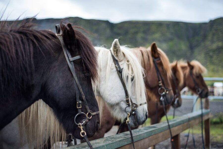 Hveragerdi: Reykjadalur (Hotspring Valley) Horse Riding Tour - How They Match You to Horses and Routes (Beginner to Advanced)