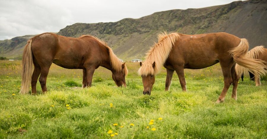 Hveragerdi: Reykjadalur (Hotspring Valley) Horse Riding Tour - Riding the Reykjadalur Valley Paths and Experiencing Tölt