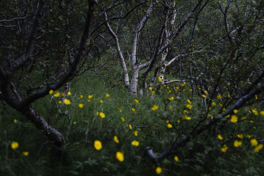 Hvolsvöllur: Private Thorsmork Guided Day Hike by Super Jeep - Price and Value for a Private Group Up to 4