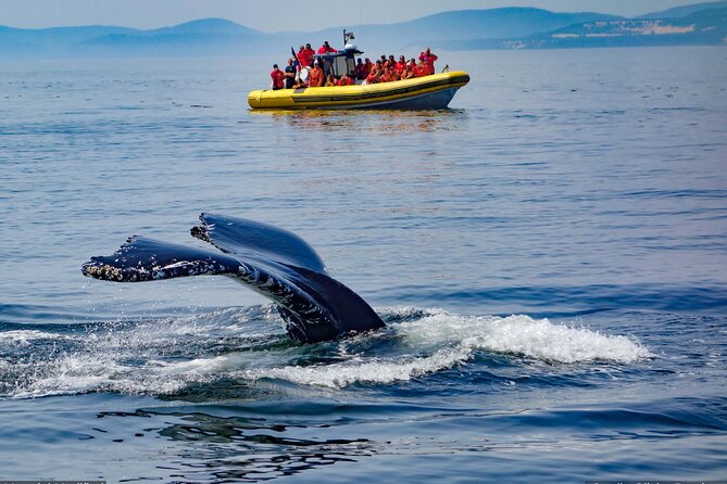Iceland: See & Experience it ALL in 9 Days, 1st Class Custom Tours - Should you book this 9-day Iceland highlights tour?