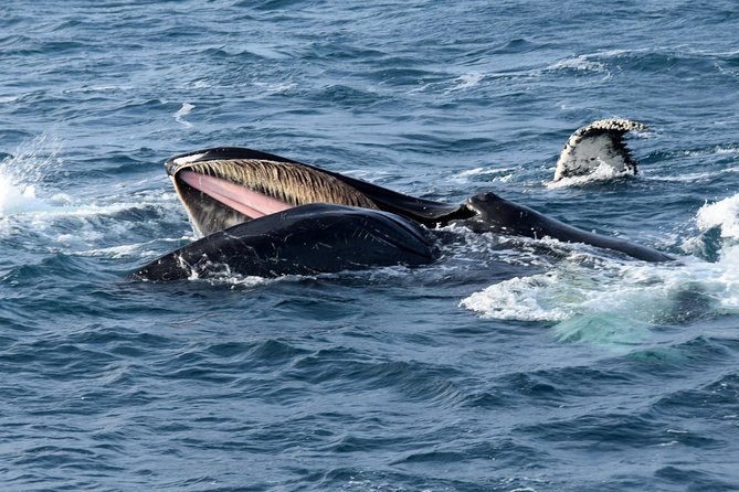 Iceland Super Saver: Northern Lights Cruise plus Whale-Watching Tour from Reykjavik - Quick hits before you go