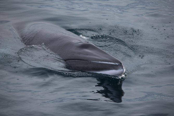 Iceland Super Saver: Northern Lights Cruise plus Whale-Watching Tour from Reykjavik - Whale watching in Faxaflói Bay: spotting marine life the real way