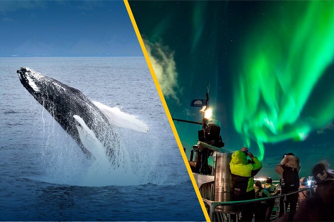 Iceland Super Saver: Northern Lights Cruise plus Whale-Watching Tour from Reykjavik - Guides make or break the search