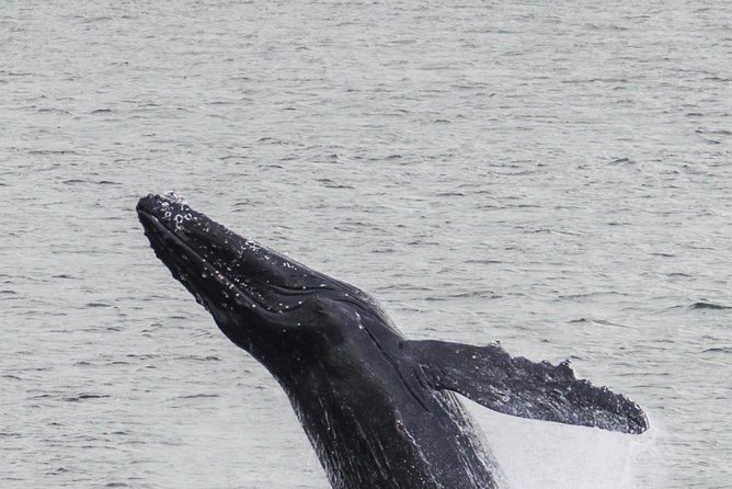 Iceland Super Saver: Northern Lights Cruise plus Whale-Watching Tour from Reykjavik - Value check: what you get for $186.74
