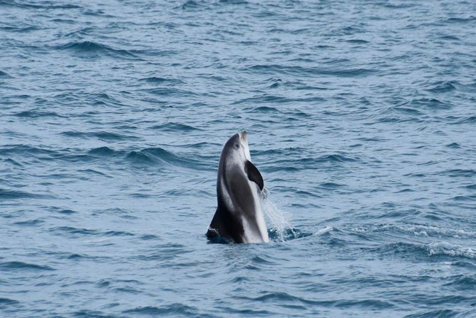 Iceland Super Saver: Northern Lights Cruise plus Whale-Watching Tour from Reykjavik - Weather reality: how to handle rough seas and cloudy skies