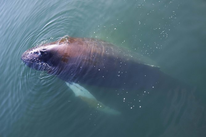 Iceland Super Saver: Northern Lights Cruise plus Whale-Watching Tour from Reykjavik - Northern Lights cruise out of Old Harbour (and why timing matters)