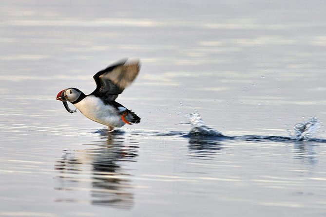 Iceland Super Saver: Puffin Cruise plus Whale-Watching Tour from Reykjavik - Whale Watching in Faxafloi Bay: Scanning for Minke, Humpbacks, and Dolphins
